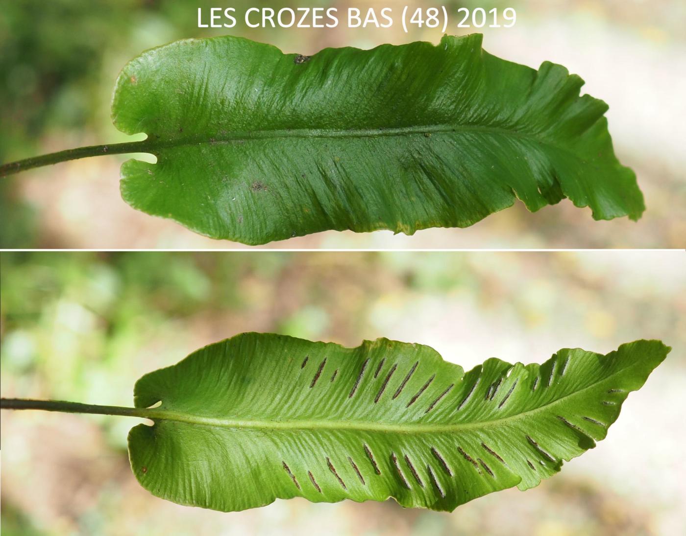 Hartstongue leaf